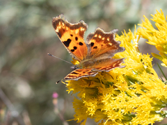 Polygonia faunus