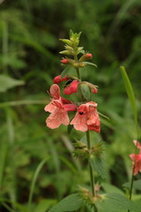 Stachys coccinea