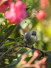 Zosterops mauritianus