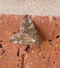 Eubolina impartialis