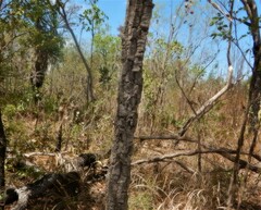 Terminalia grandiflora