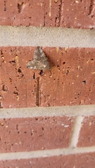 Eubolina impartialis