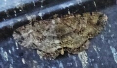 Melanolophia canadaria
