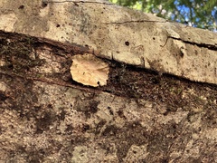 Phlebia radiata