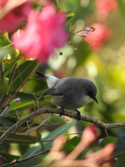 Zosterops mauritianus