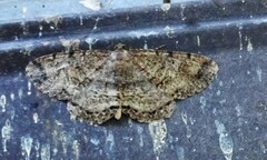 Melanolophia canadaria