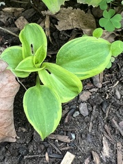 Hosta sieboldii