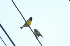 Spinus magellanicus