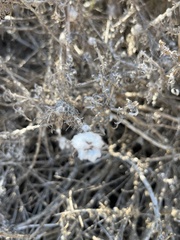 Rhopalomyia floccosa