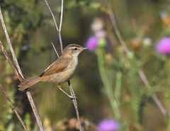Acrocephalus agricola