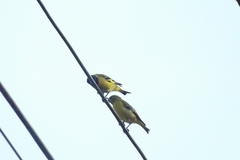Spinus magellanicus