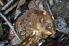 Cerioporus squamosus