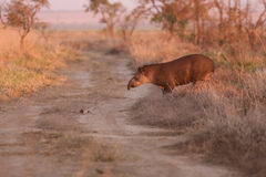Tapirus terrestris