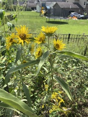 Helianthus maximiliani