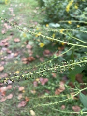 Ambrosia artemisiifolia
