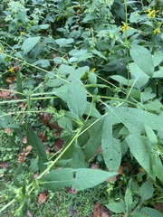 Ambrosia artemisiifolia