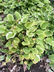 Hosta sieboldii