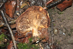 Cerioporus squamosus