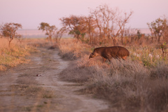Tapirus terrestris