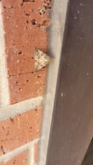 Eubolina impartialis