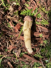 Phallus ravenelii