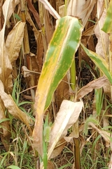 Cercospora zeae-maydis