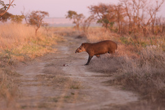 Tapirus terrestris