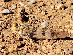 Trimerotropis saxatilis