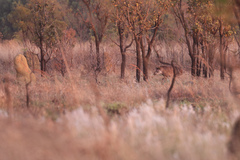 Tapirus terrestris