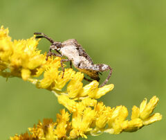Merocoris