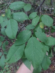 Prunus americana