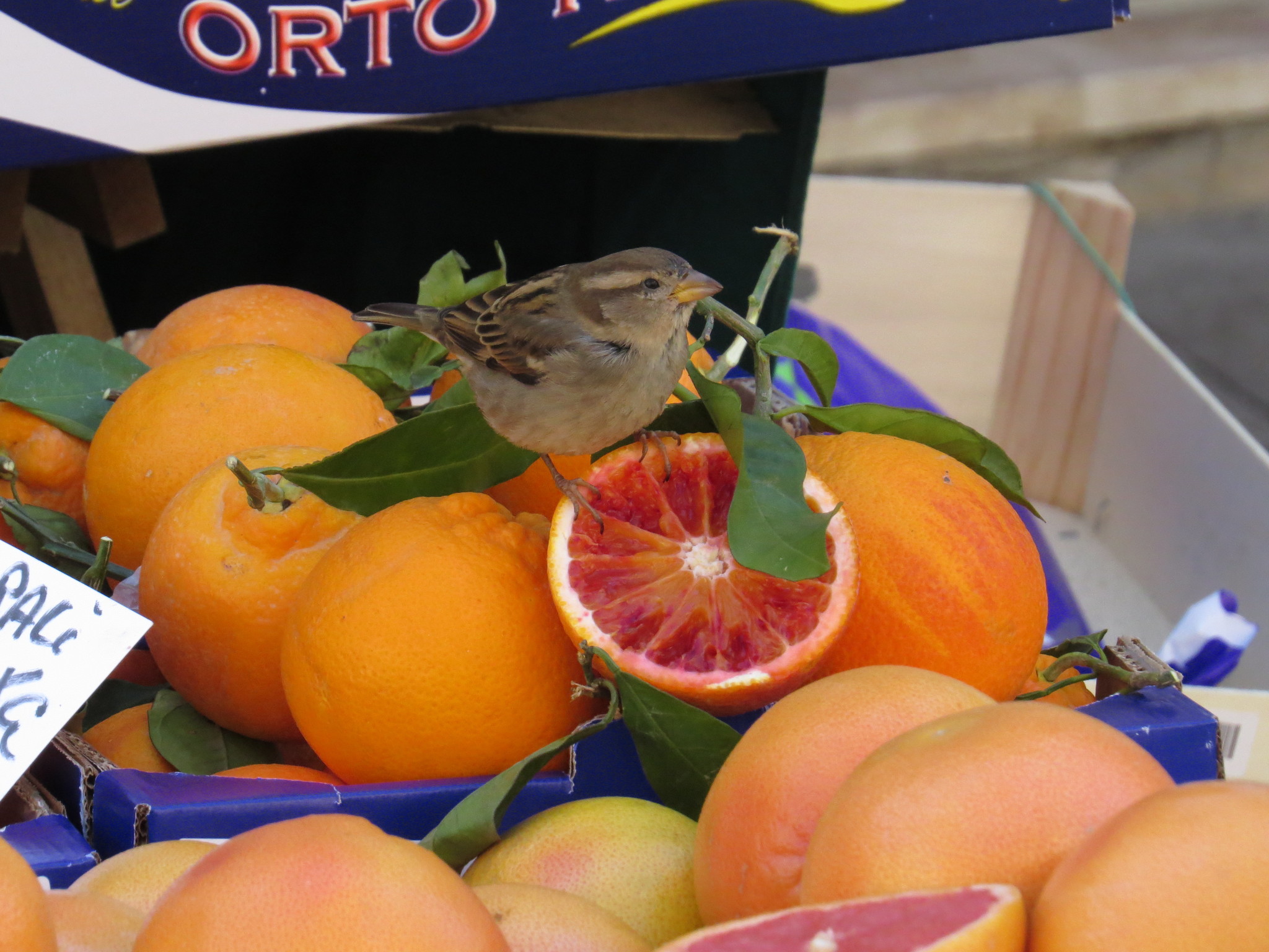Italian Sparrow illustration