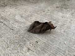 Eudocima serpentifera