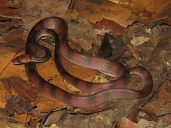 Siphlophis compressus