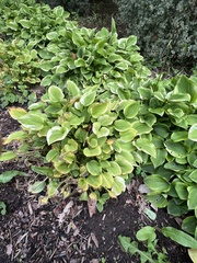 Hosta sieboldii
