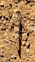 Trimerotropis saxatilis