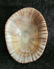 Siphonaria naufragum