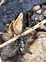 Eunemobius carolinus