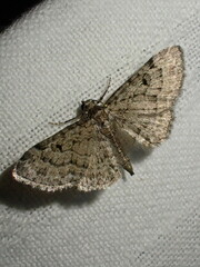 Eupithecia inturbata