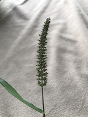 Setaria adhaerens