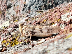 Trimerotropis saxatilis