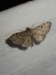 Eupithecia inturbata