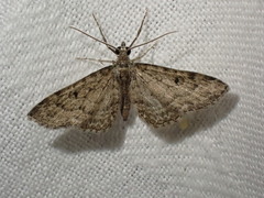 Eupithecia inturbata