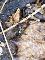 Eunemobius carolinus