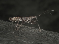 Himacerus apterus