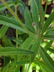 Froelichia