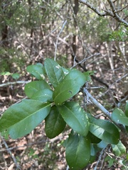 Quercus fusiformis