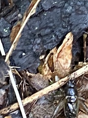 Eunemobius carolinus