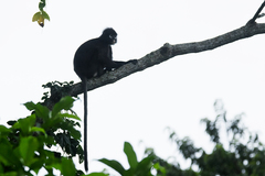 Trachypithecus obscurus