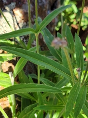 Froelichia